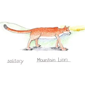 N.W. Coniferous Forest Mountain Lion drawing