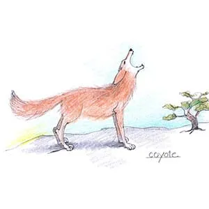 Temperate Woodland Coyote drawing