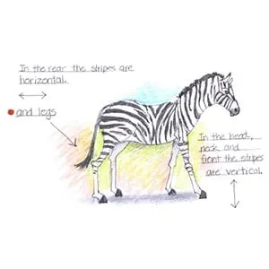 Tropical Savanna Zebra drawing