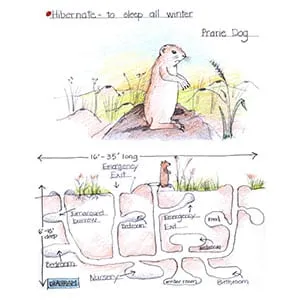 Temperate Grassland Prairie Dog drawing