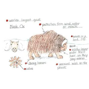 Tundra Musk Ox drawing