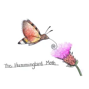 Tropical Dry Forest Hummingbird Moth drawing