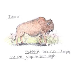Temperate Grassland Bison drawing