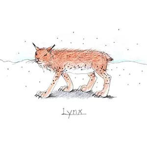 Boreal Forest Lynx drawing