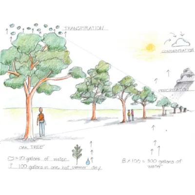 Trees in Perspective drawing