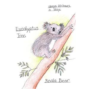 Tropical Savanna Koala Bear drawing