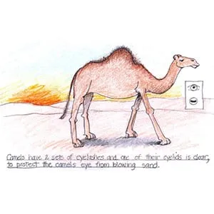 Desert Camel drawing