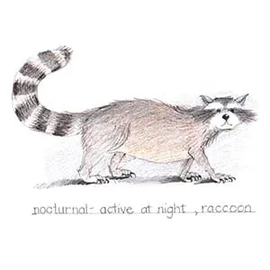Temperate Forest Raccoon drawing