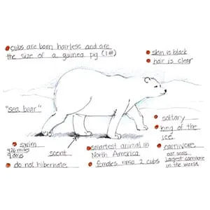 Arctic Polar Bear drawing
