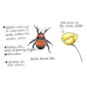 Tundra Bumblebee drawing