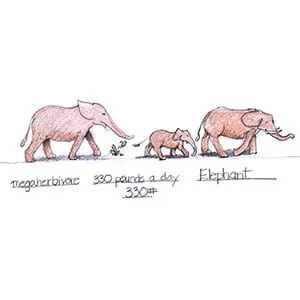 Tropical Dry Forest Elephant drawing