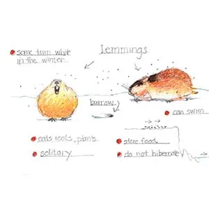 Tundra Lemming drawing