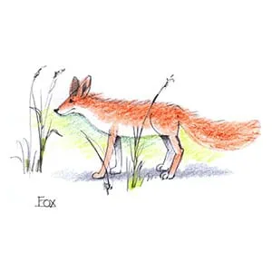 Temperate Grassland Fox drawing