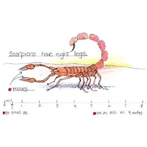 Desert Scorpion drawing