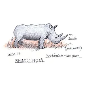 Tropical Dry Forest Rhinoceros drawing
