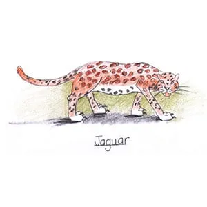 Tropical Rain Forest Jaguar drawing