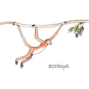 Tropical Rain Forest Monkey drawing