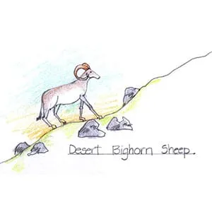 Desert Bighorn Sheep drawing