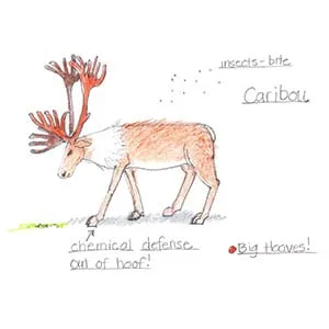Boreal Forest Caribou drawing