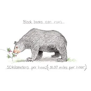 Temperate Forest Black Bear drawing