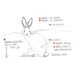 Tundra Snowshoe Hare drawing