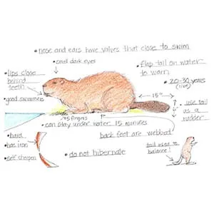 N.W. Coniferous Forest Beaver drawing