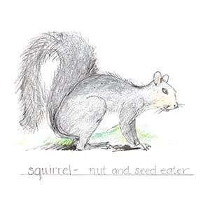 Temperate Forest Squirrel drawing
