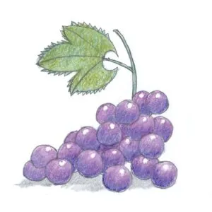 Grapes drawing