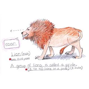 Tropical Savanna Lion drawing