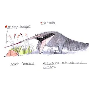 Tropical Savanna Anteater drawing