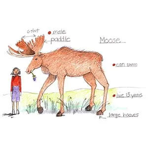 Boreal Forest Moose drawing