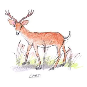 Temperate Grassland Deer drawing