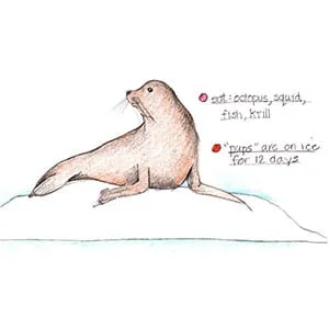 Arctic Seal drawing