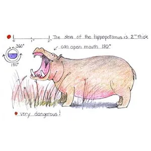 Tropical Savanna Hippopotamus drawing