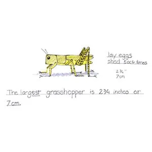 Tropical Savanna Grasshopper drawing