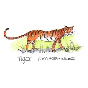 Tropical Dry Forest Tiger drawing