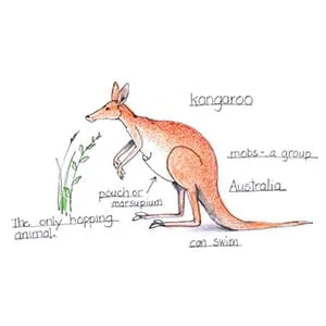 Tropical Savanna Kangaroo drawing