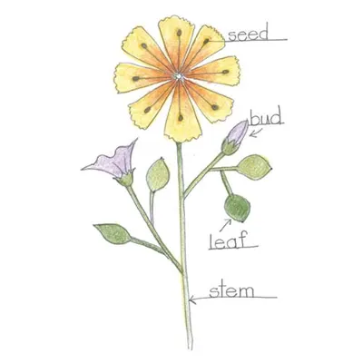 Flower drawing