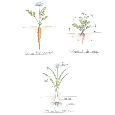 Onions, Radish, Carrot drawing